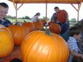 Pumpkin Patch Trip